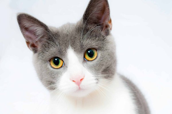 What Are the Best Hypoallergenic Cat Breeds for Allergic Owners?
